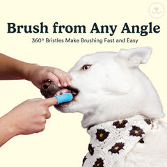 Jasper brosse-dents-chat-douce: douceur pour gencives sensibles félines.