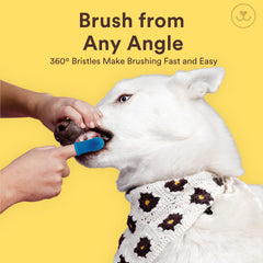 Brosse-dents chien Jasper grande accessibilité aux molaires et zones difficiles.