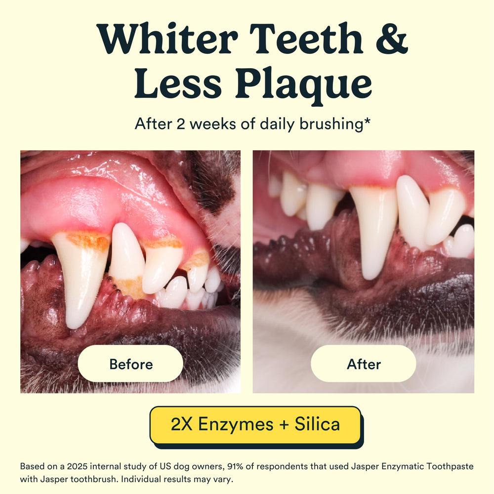 Dentifrice Jasper enzymes duo, lutte contre plaque et tartre.