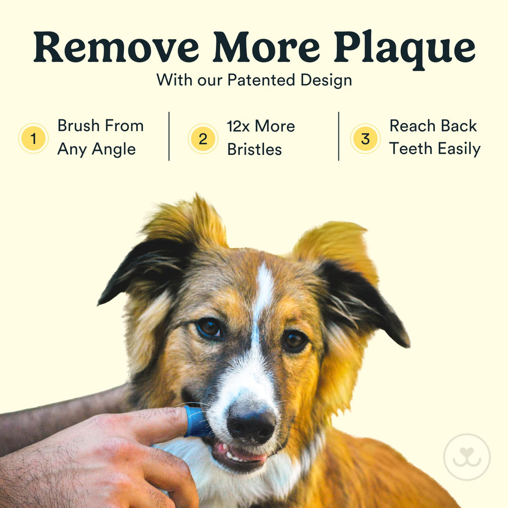 Kit Jasper dentaire pour animaux, nettoyage global à 360°.