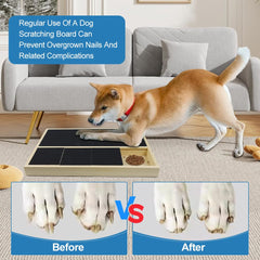 Chien utilisant planche griffage Jaxbo, activité ludique et soin des griffes.