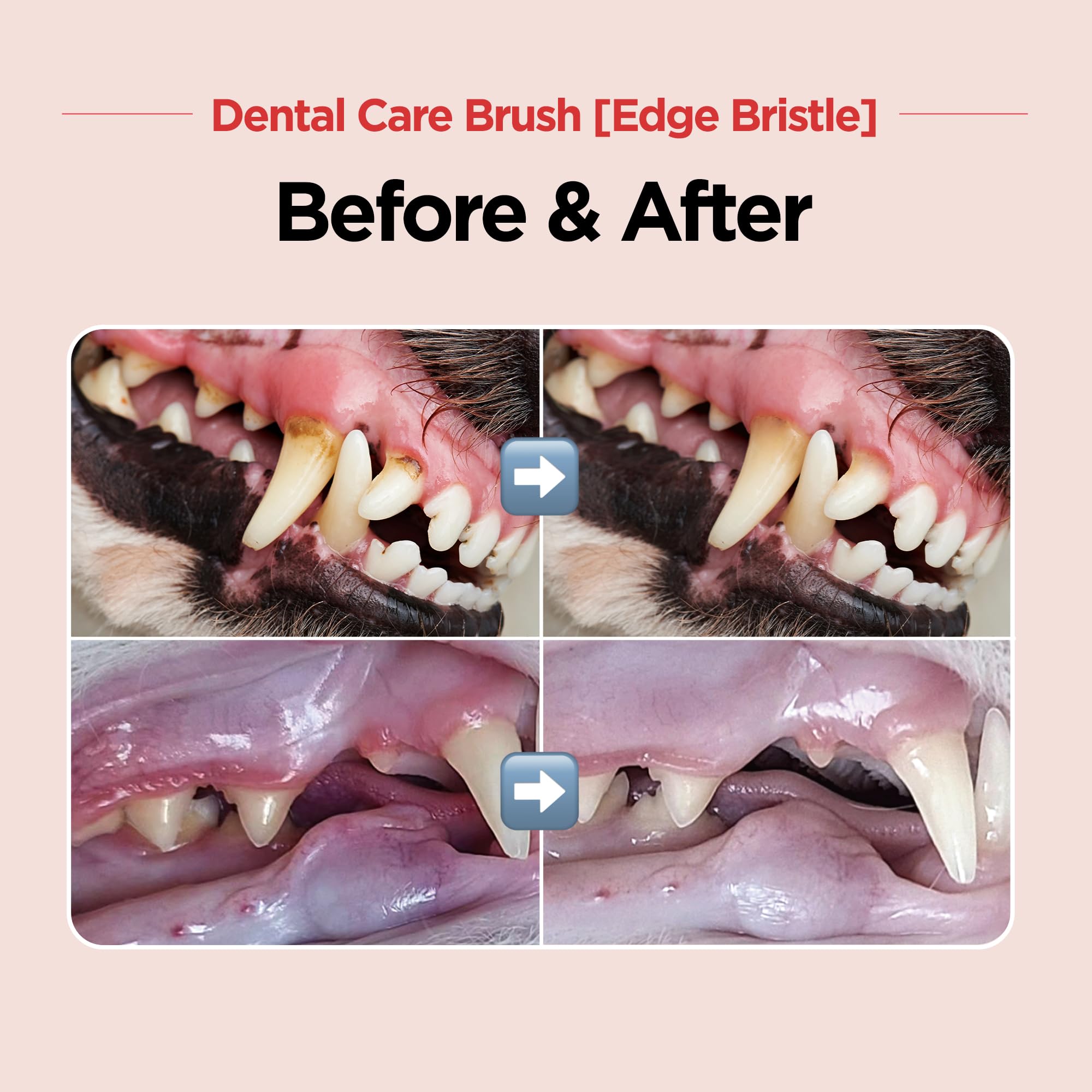 Brosse JAYU PET avec tête mini-arrondie adaptée aux petites dents.