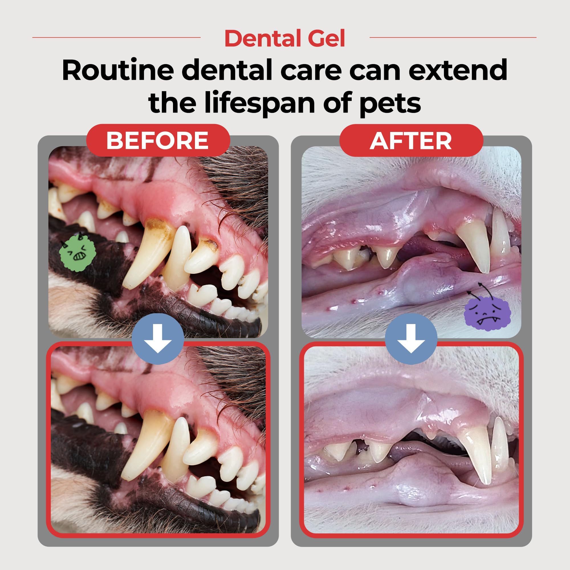 Application au doigt avec le gel JAYU PET pour dents propres.