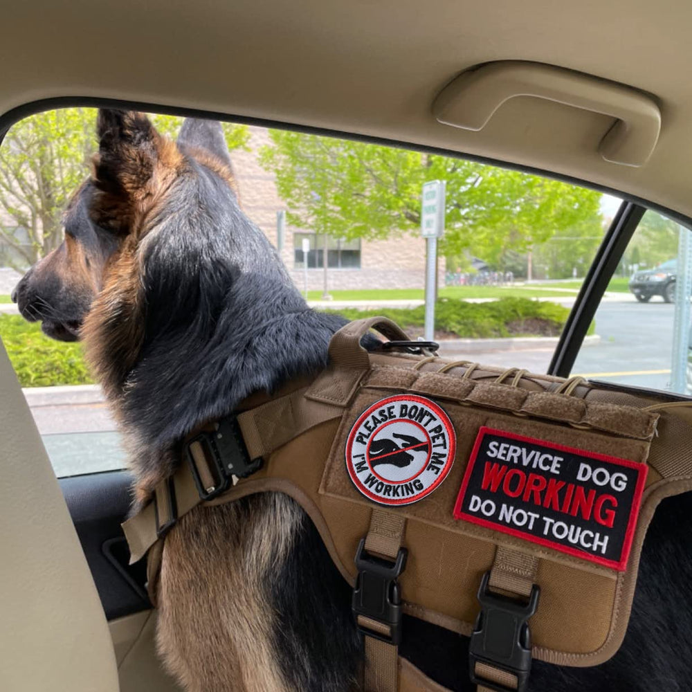 Patch J.CARP Travail du chien d’assistance mis en avant pendant l’entraînement.