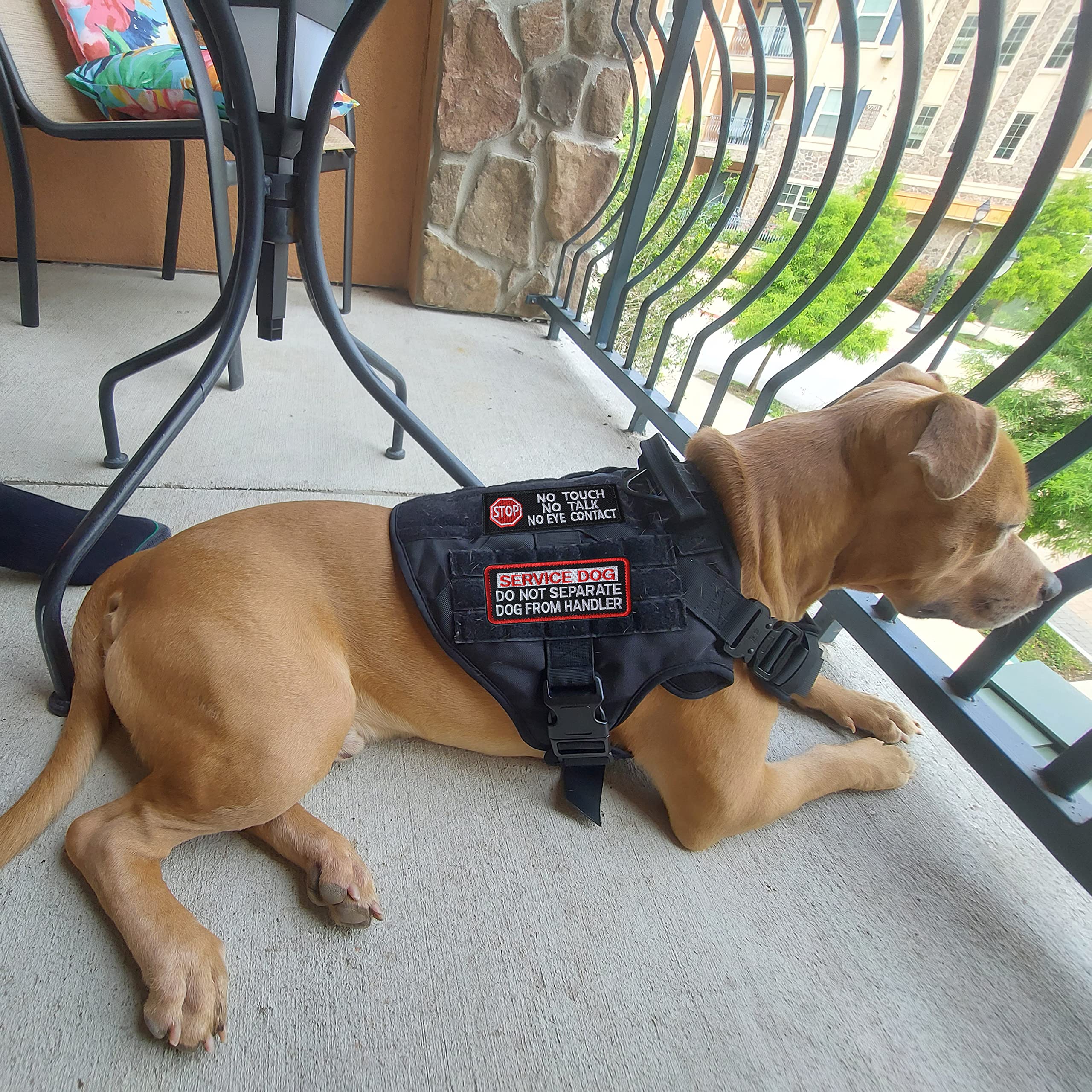 Patch J.CARP En formation rappelle que le chien est en apprentissage et mérite le calme.