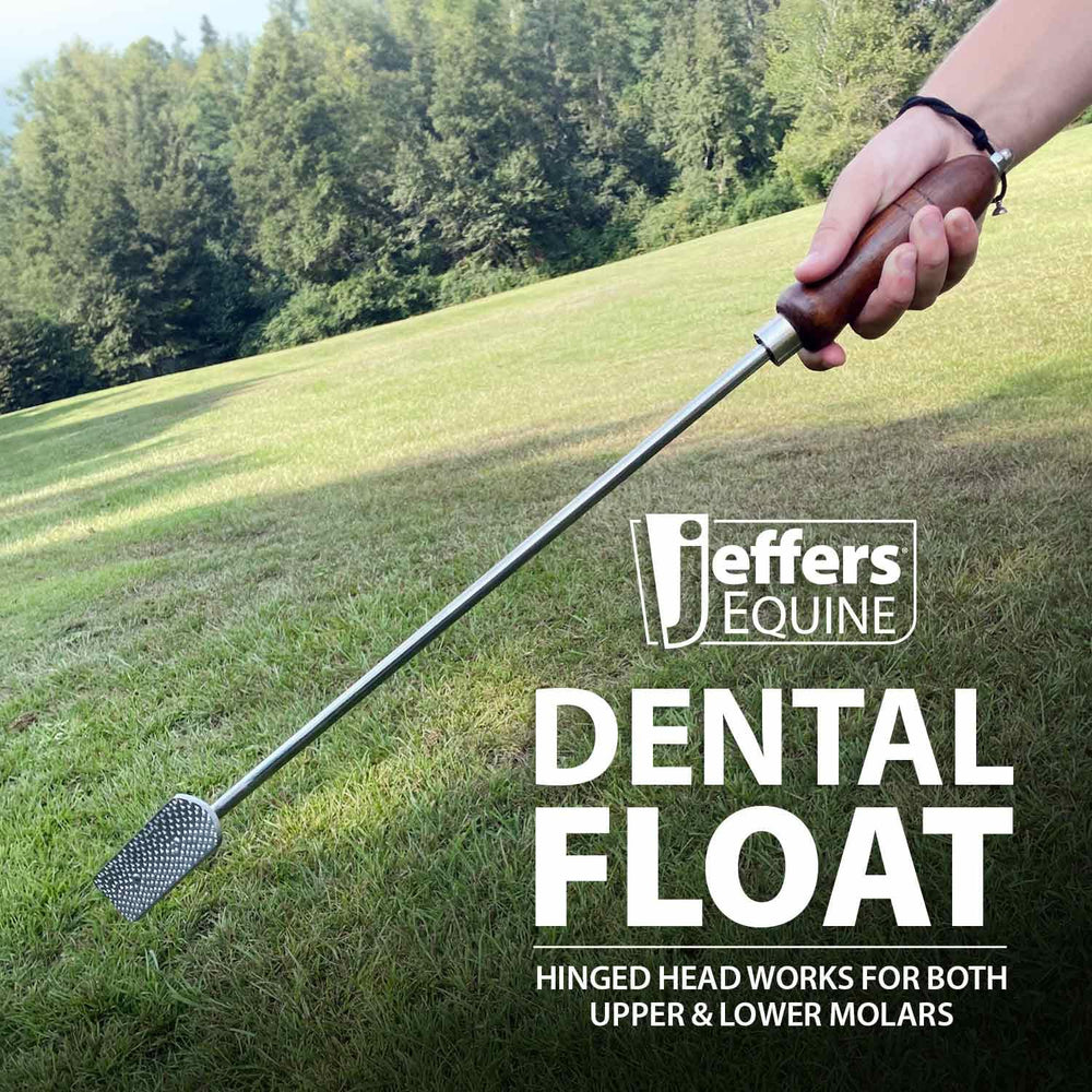 Jeffers dentaire équin tête articulée offre des angles variés en bouche