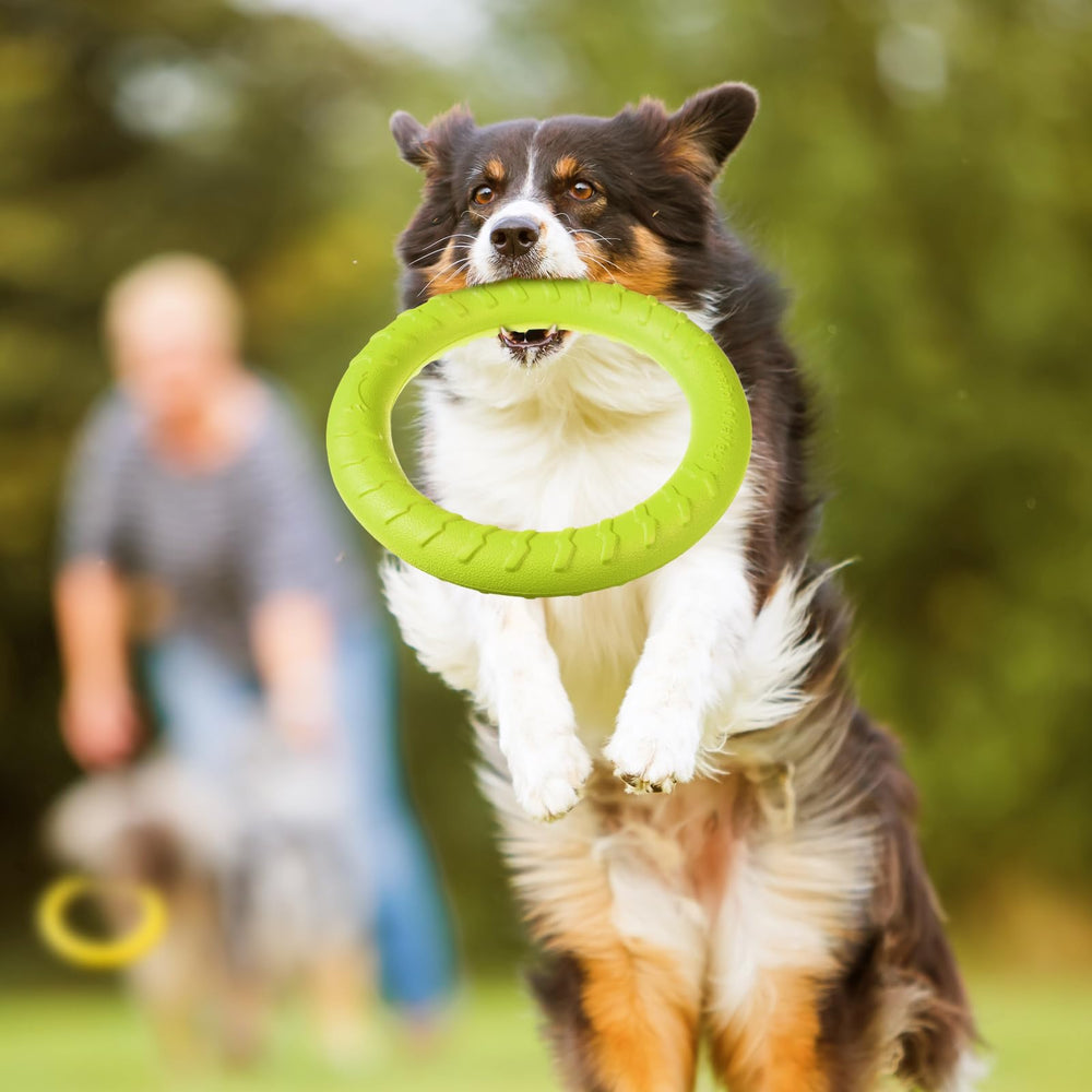Jenaai anneau d'entraînement pour chien en extérieur, stimule l'activité physique.