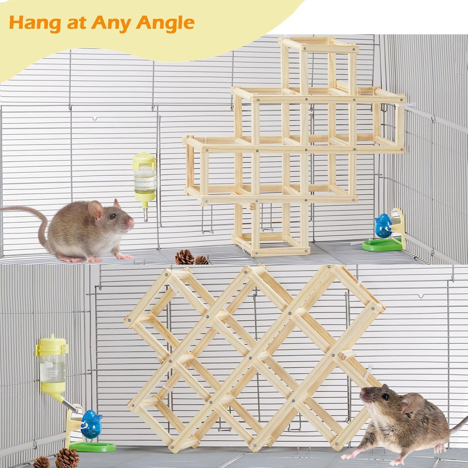Jevnd activité enrichissement rat stimule mobilité et curiosité dans la cage.