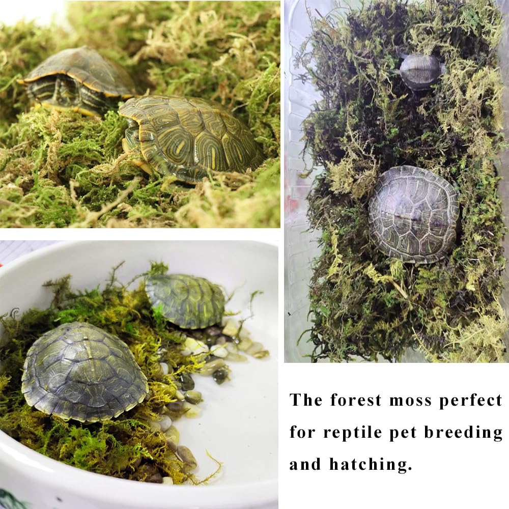 JFWOD mousse-forêt contrôle-odeurs, aide à maintenir un habitat frais.