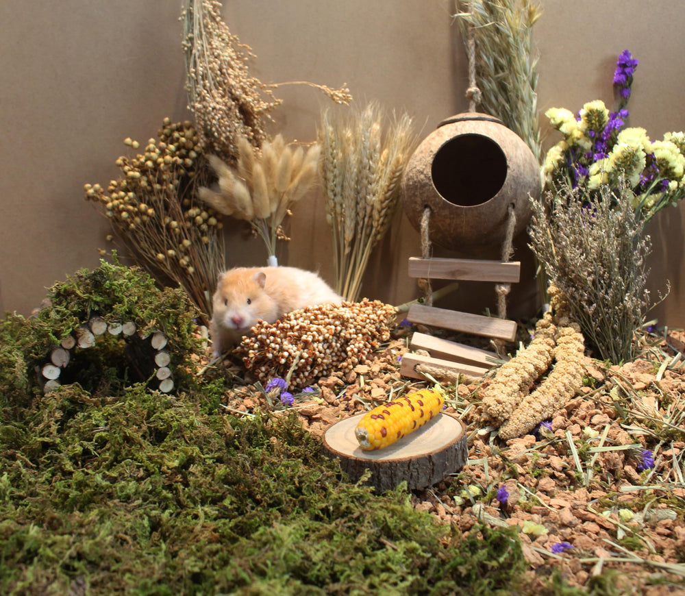 JFWOD décor cage thème naturel pour un habitat attractif