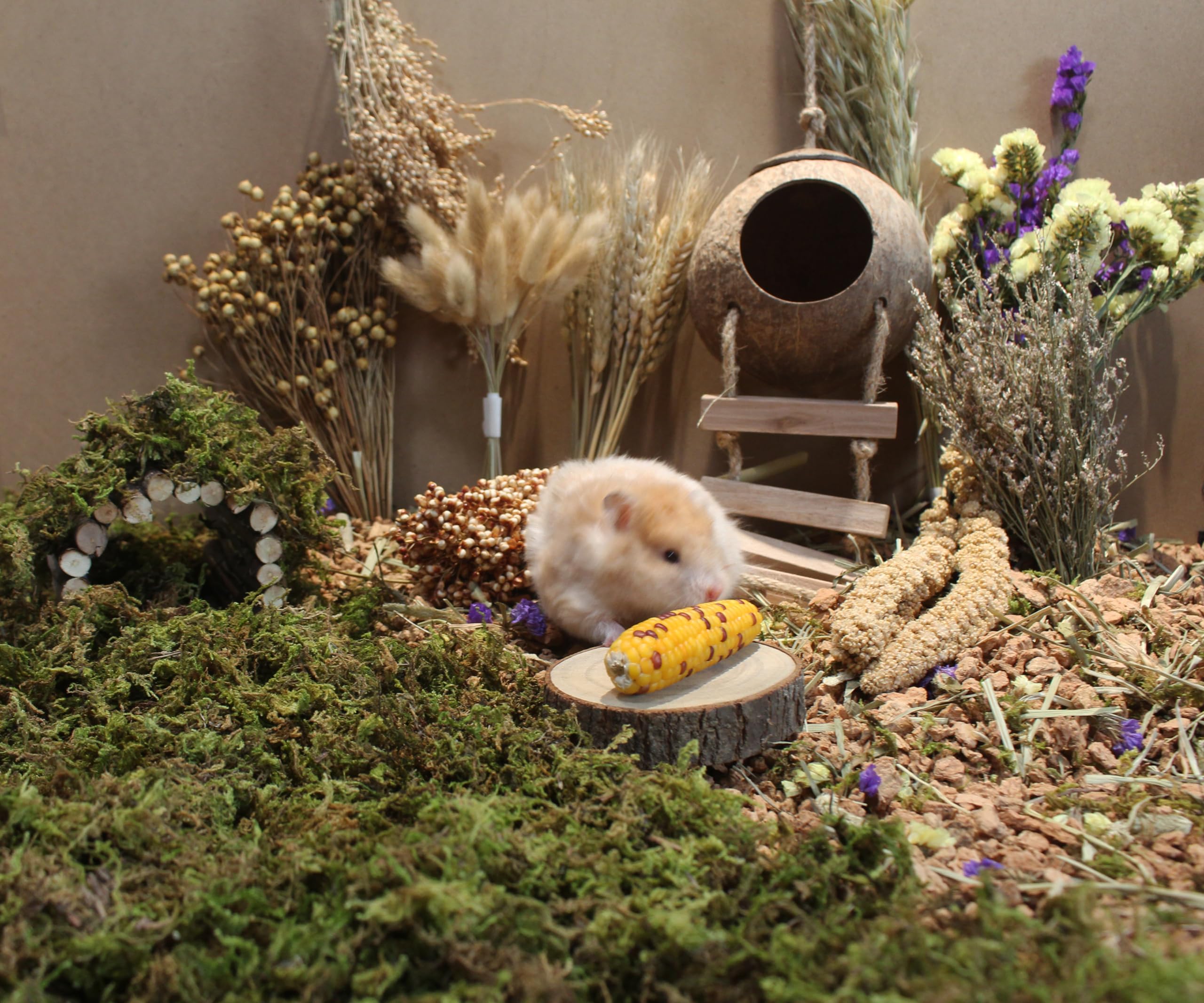 JFWOD mélange céréales hamster stimulant l’activité quotidienne