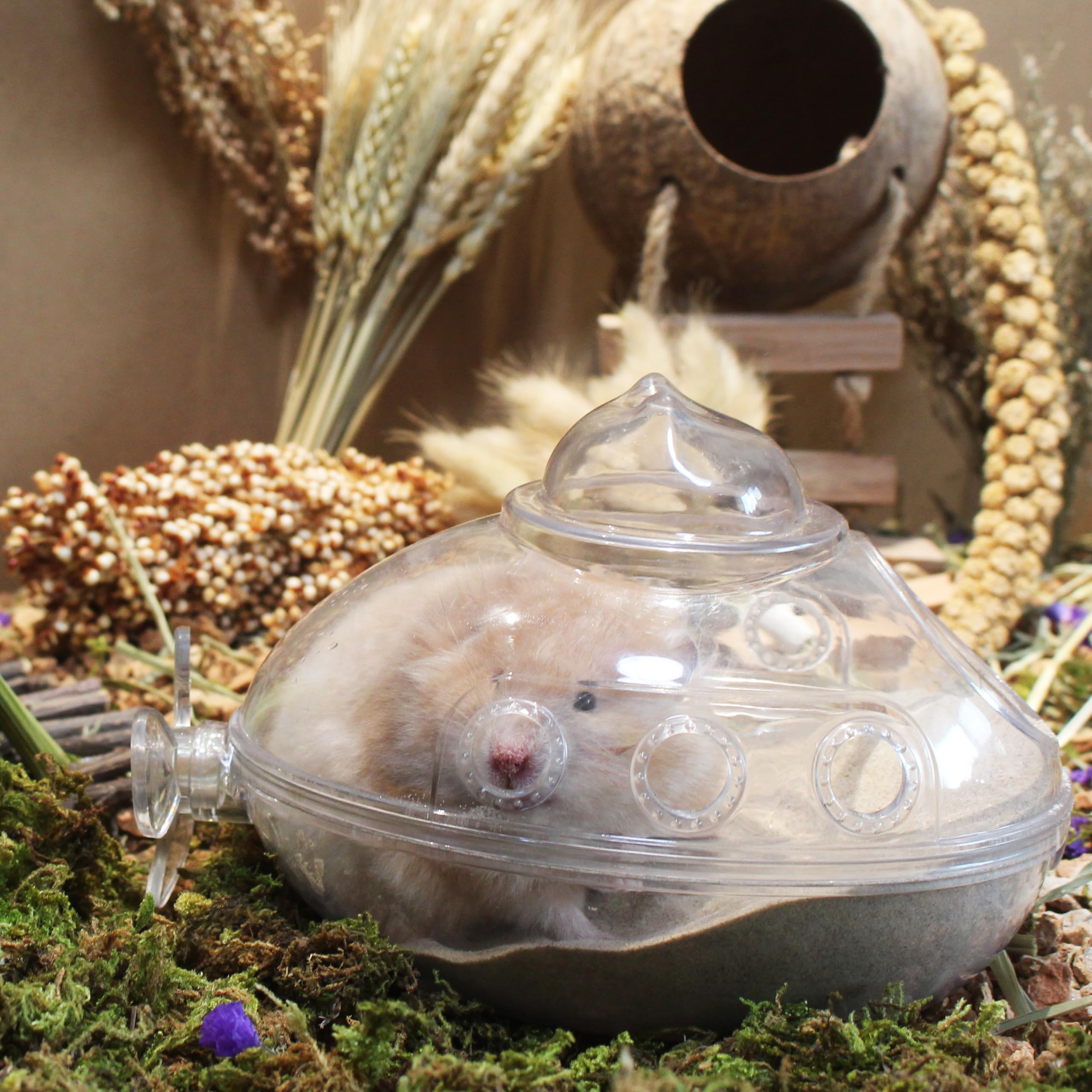 Hamsters adorent ce sable JFWOD pour bains et jeu dans le bac.