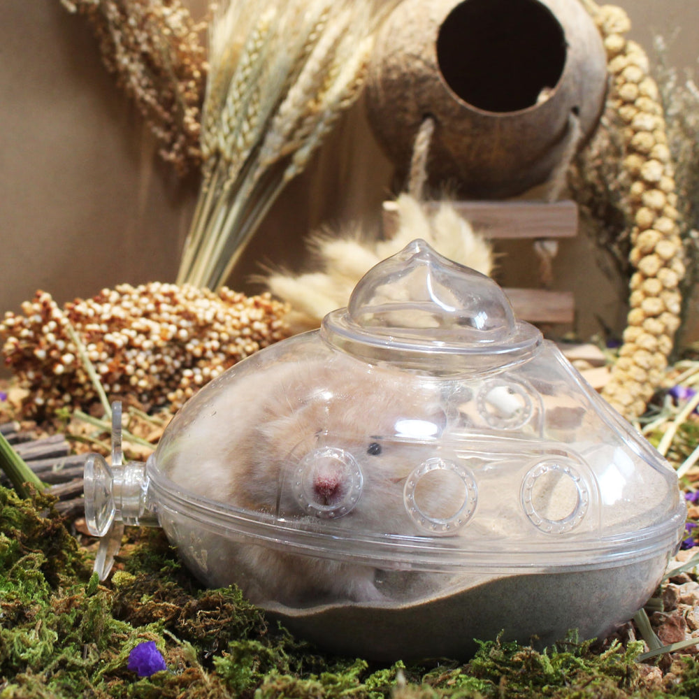 Hamsters adorent ce sable JFWOD pour bains et jeu dans le bac.