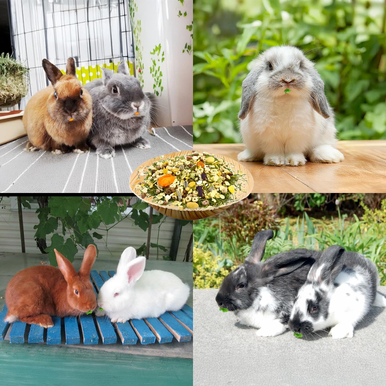 Usage quotidien polyvalent des bols Jiaxix pour petits animaux