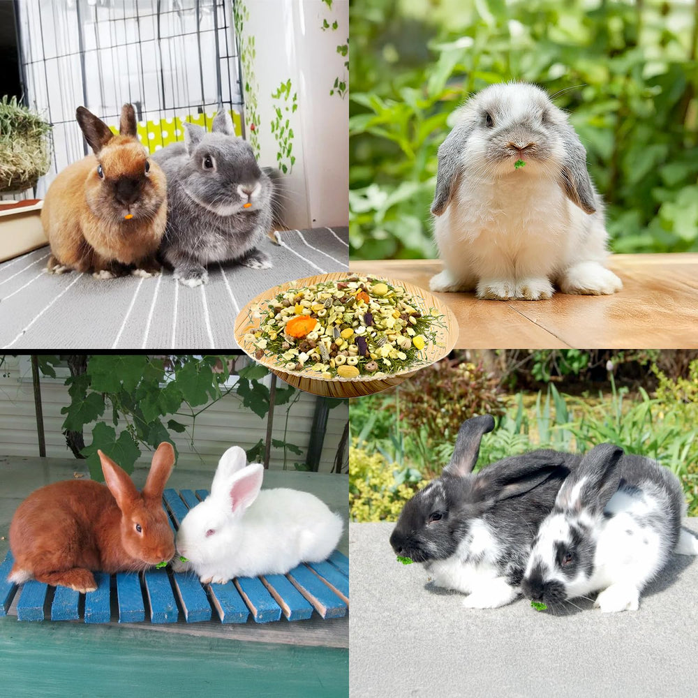 Usage quotidien polyvalent des bols Jiaxix pour petits animaux
