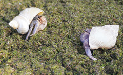 Jinymral Substrat Crabes Ermites – fibres de mousse réhydratables et faciles à étaler.