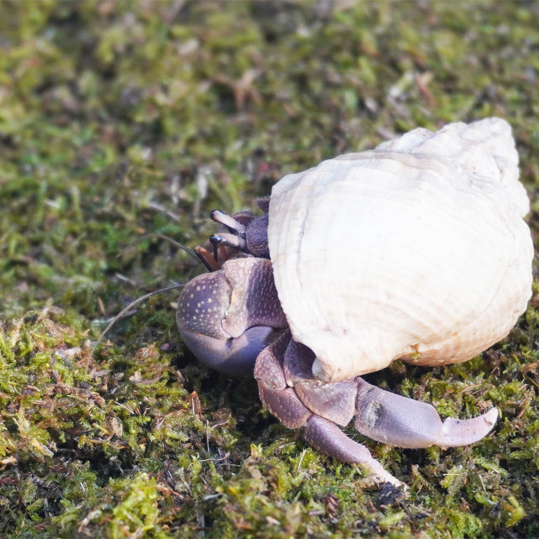 Jinymral Substrat Crabes Ermites – humide, idéal pour maintenir l’environnement.