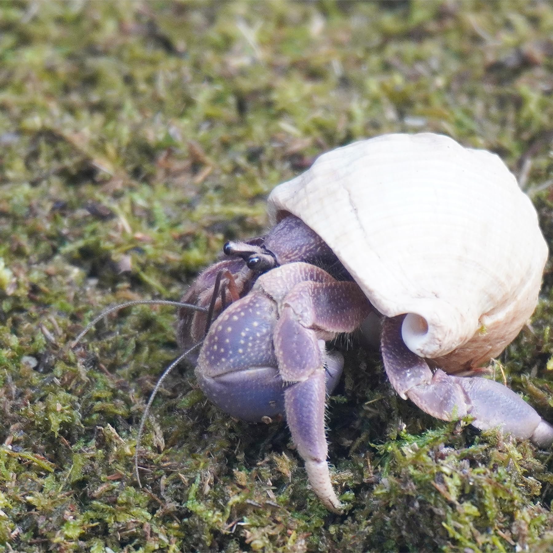 Jinymral Substrat Crabes Ermites – préparation simple pour un substrat prêt à l’emploi.