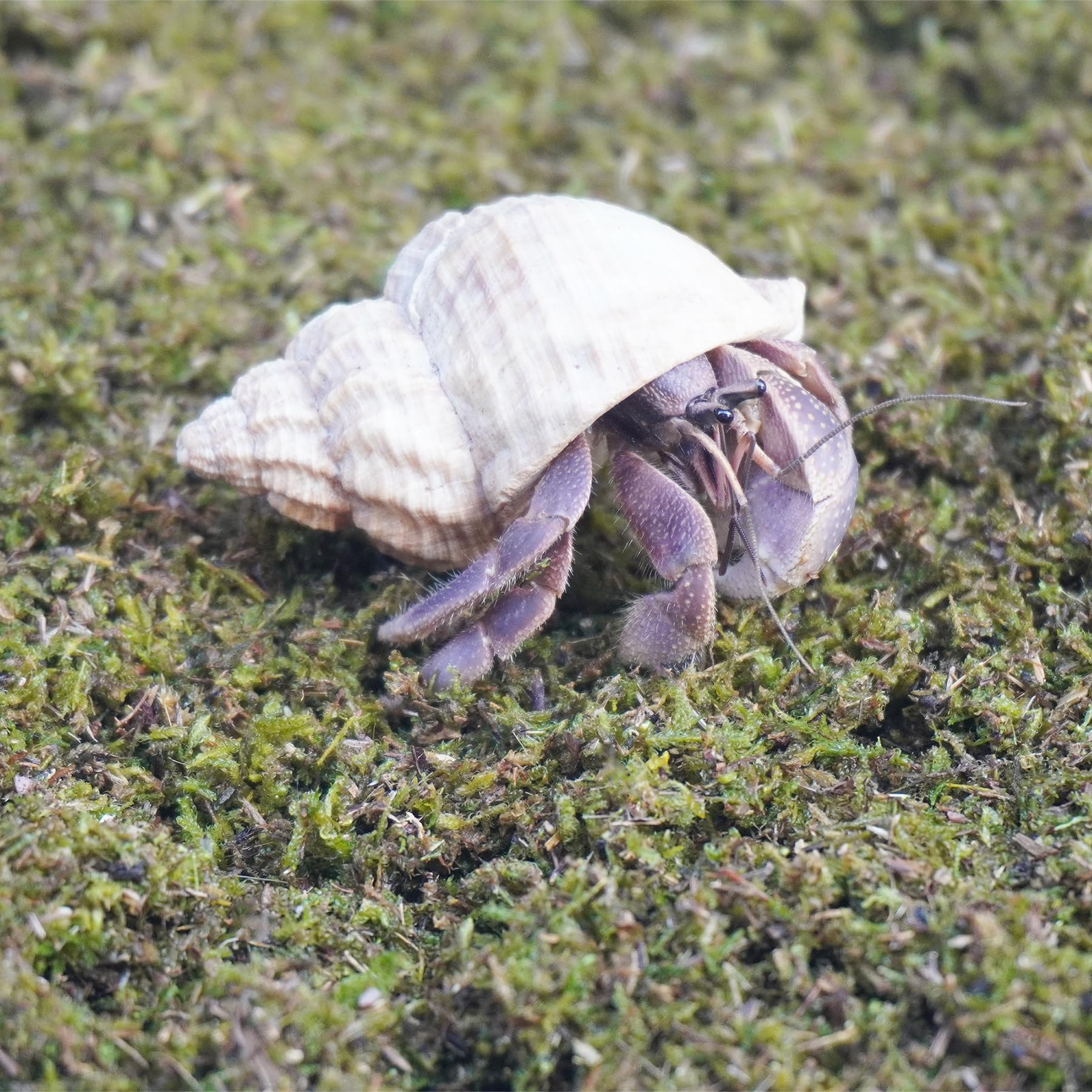 Jinymral Substrat Crabes Ermites – couleur verte naturelle décorative et apaisante.