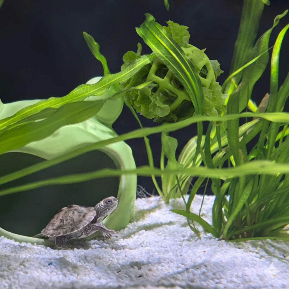 Accessoire d’habitat tortue: balle JJMOLLE suspendue dans le terrarium.