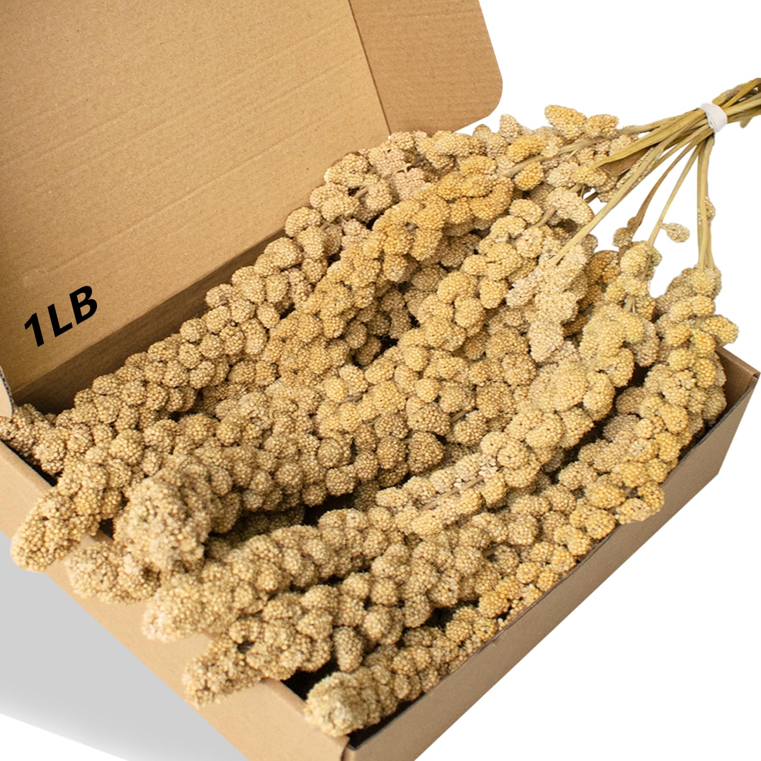 Jmxu's millet en spray sans pesticides, longueur environ 32 cm, soutient une alimentation variée.