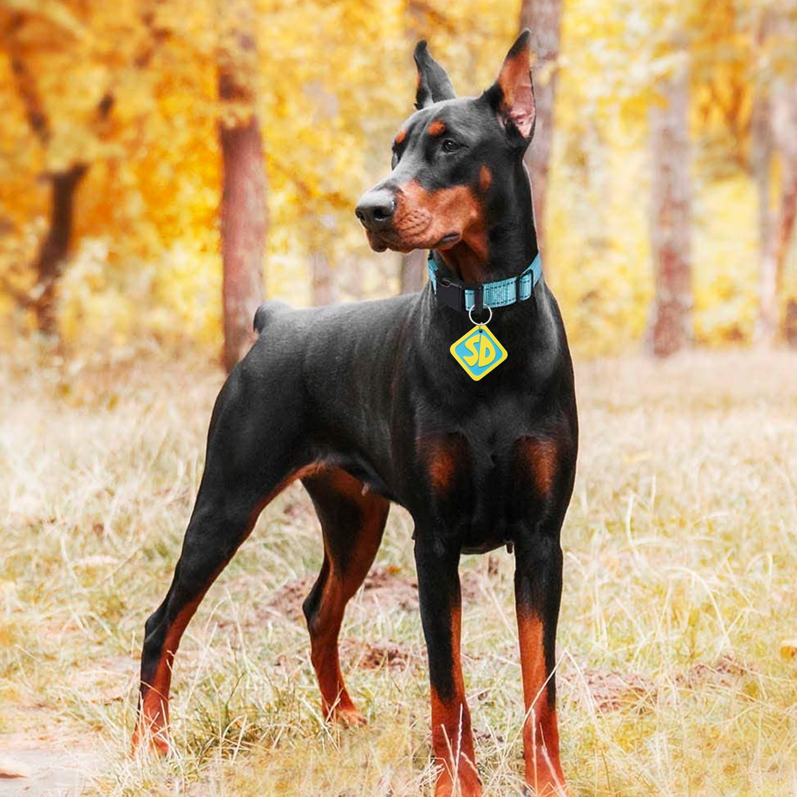 Étiquettes adaptées à toutes tailles de chien Joioda.