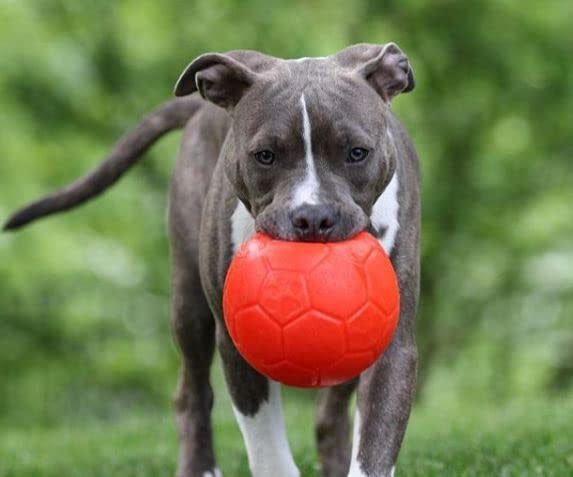 Jolly Pets : jouet durable et fiable pour chiens actifs.