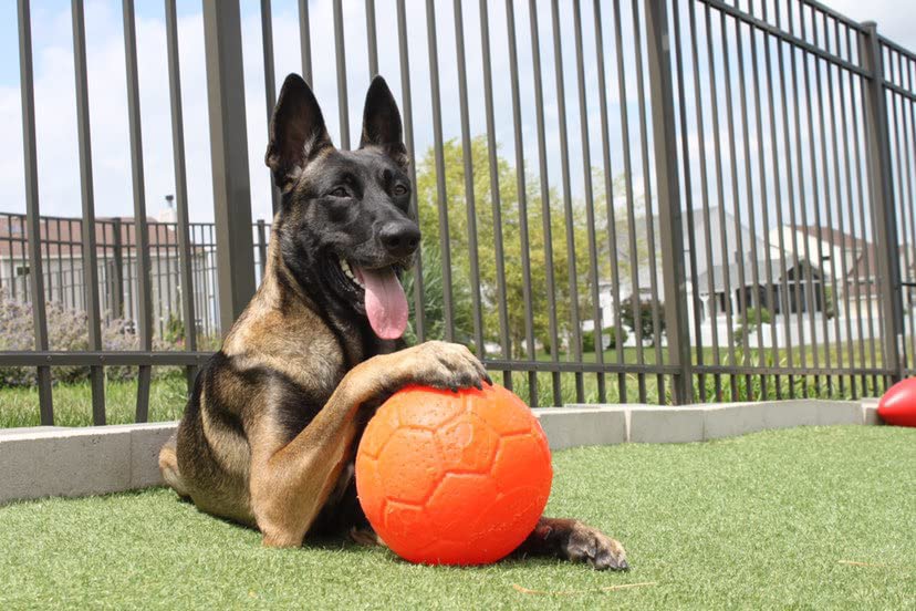 Balle fabriquée aux États‑Unis, jouet robuste pour chiens.