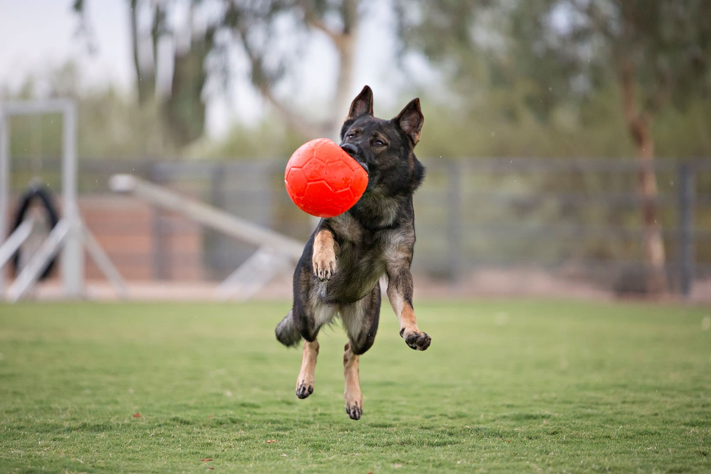 Surface rugueuse de la balle Jolly Pets offre une adhérence même mouillée.