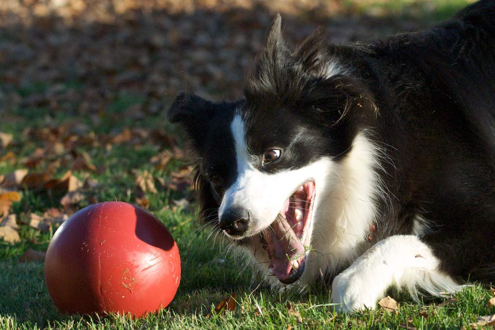 Balle poussee Jolly Pets, utile sur terre et en extérieur.