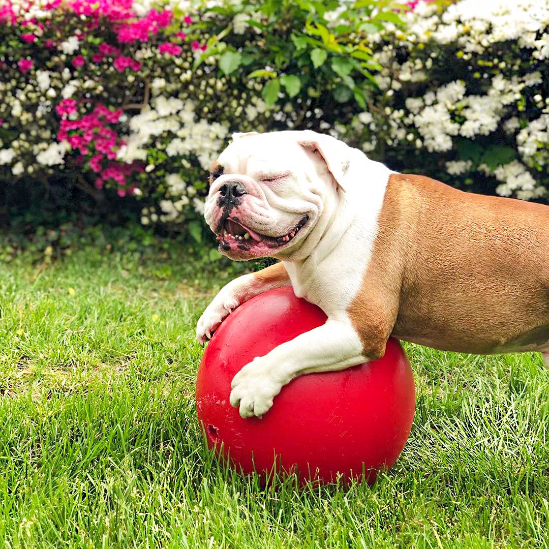 Jolly Pets Push-n-Play Ball, jouet rouge idéal pour sessions interactives