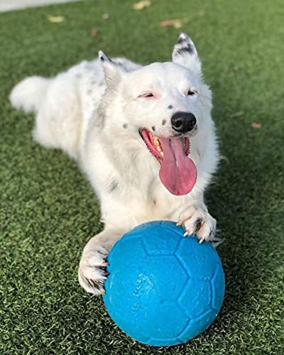 Utilisation en extérieur avec chien de grande taille pour des sessions actives.