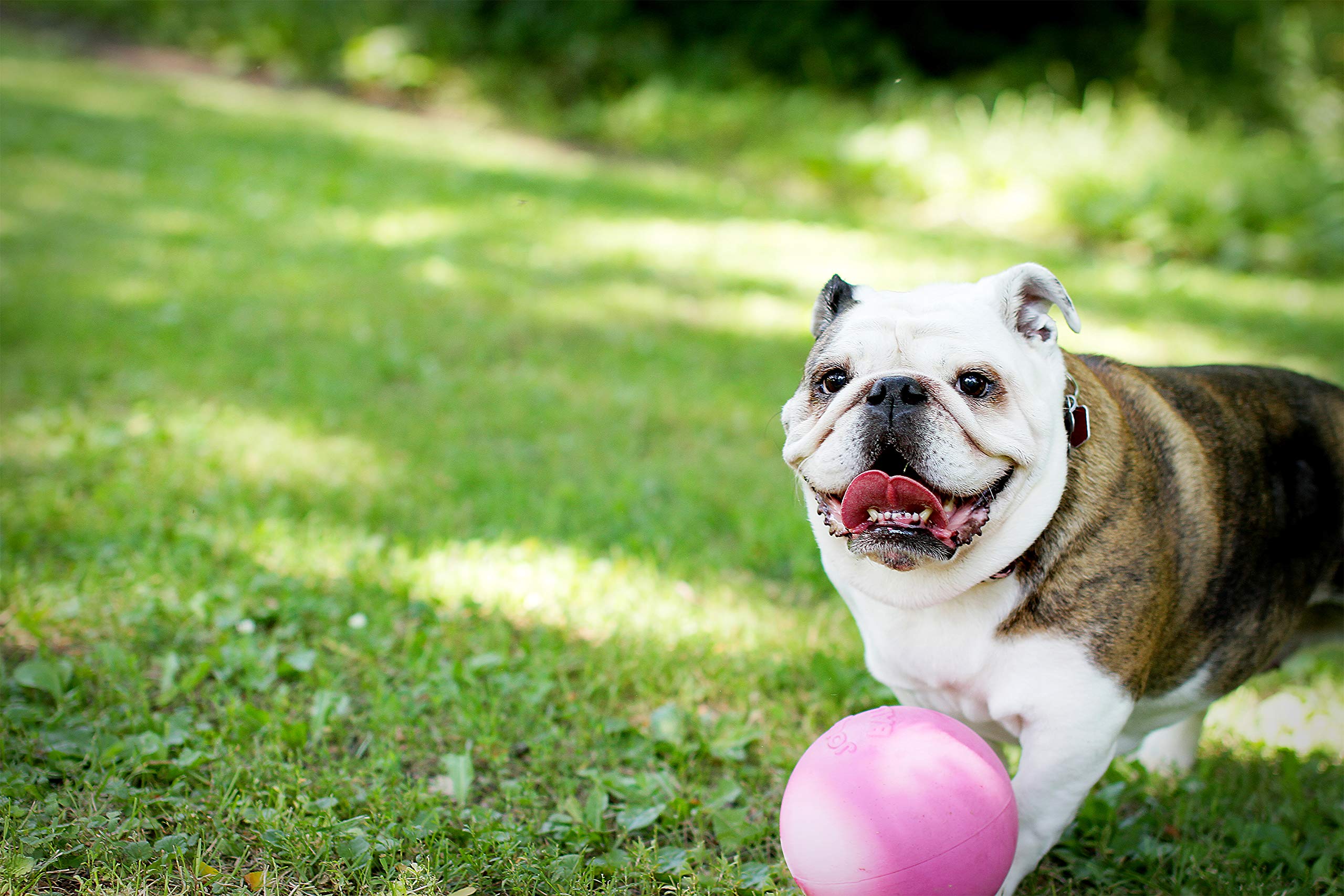 La balle flotte de Jolly Pets Bounce-N-Play rose pour recuperation aquatique.