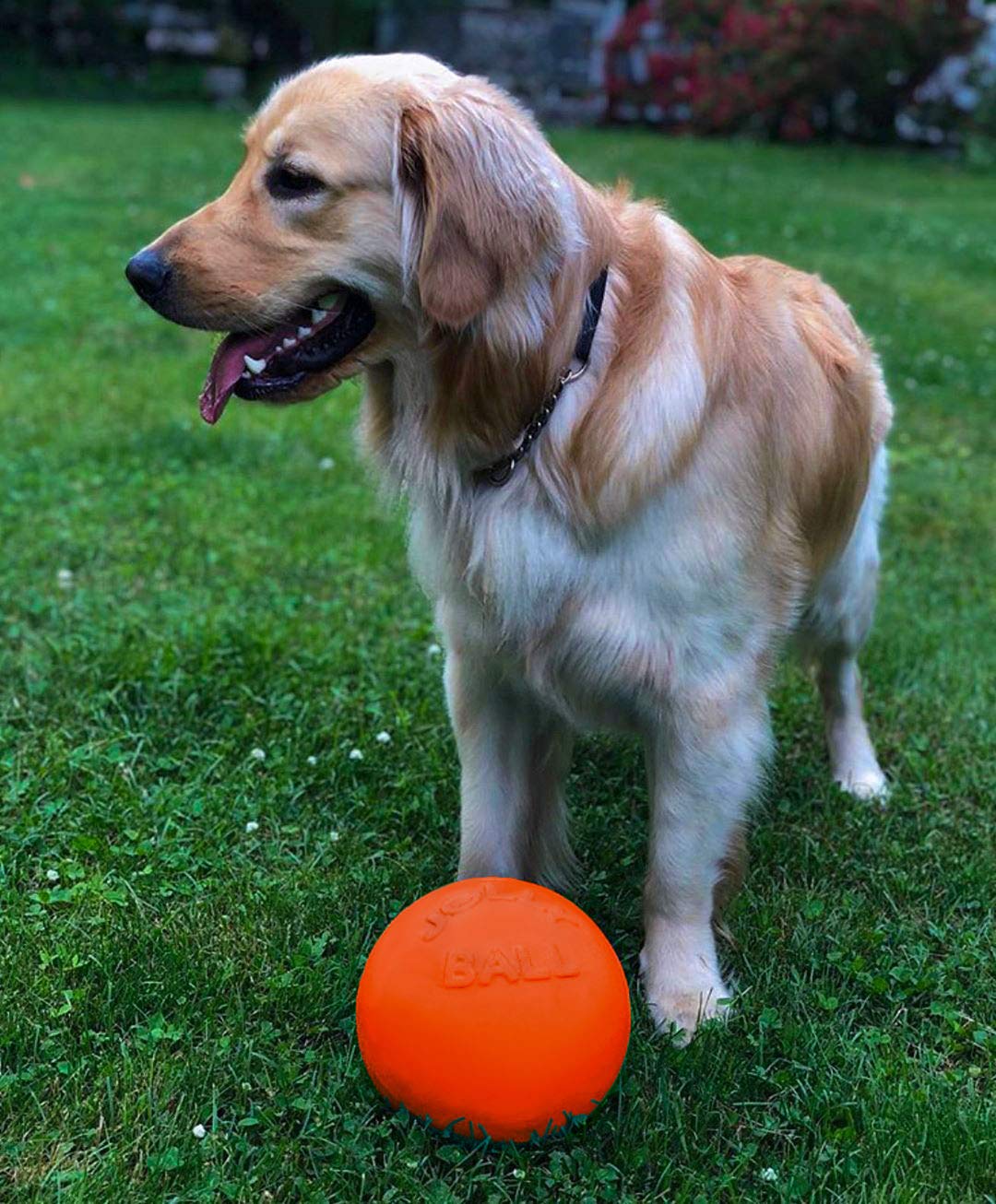 Jolly Pets Bounce-n-Play, matière JollyFlex résiliente et durable
