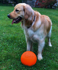 Jolly Pets Bounce-n-Play, matière JollyFlex résiliente et durable