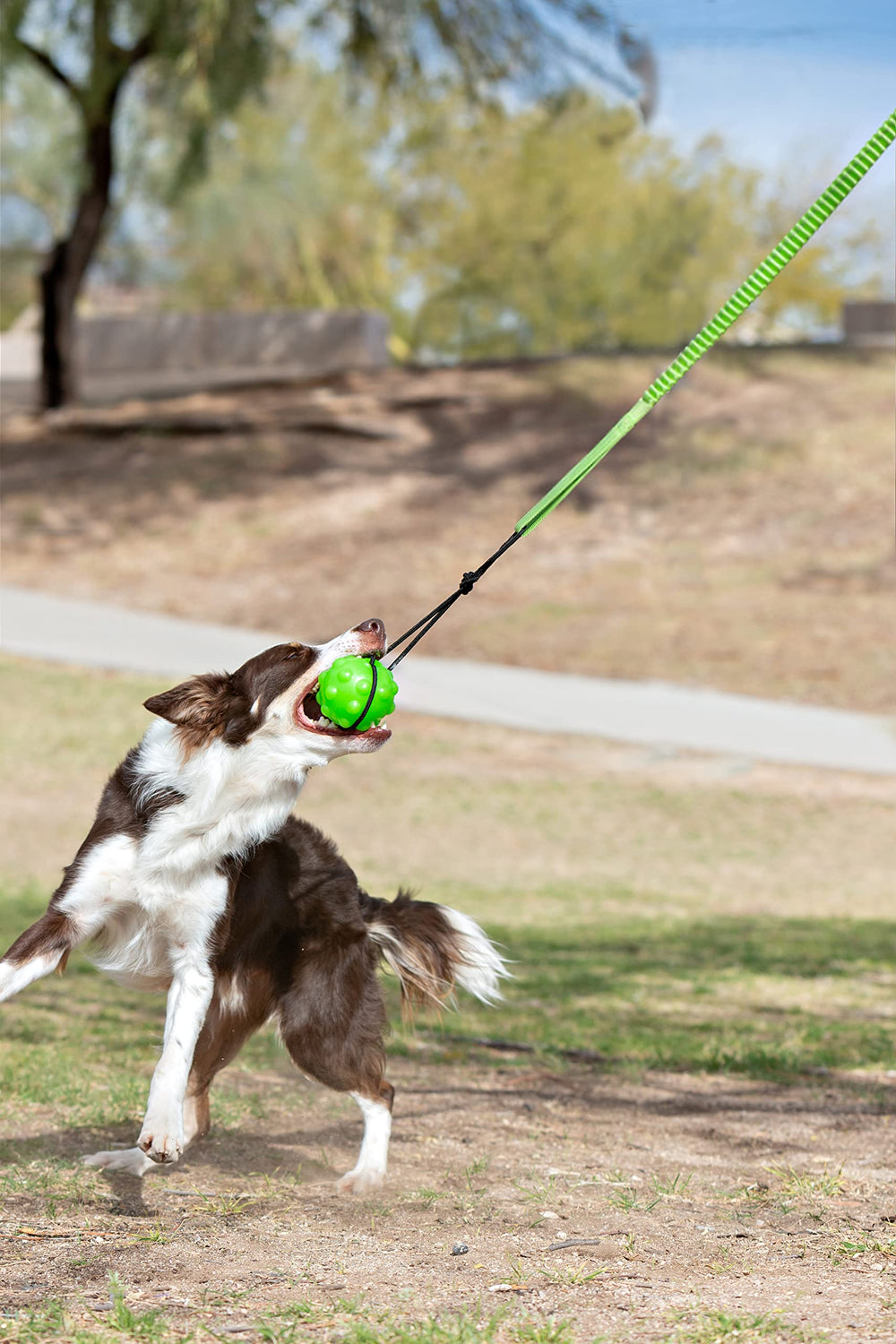 Jolly Pets arbre-tirage, bungee, divertissement actif pour chien.