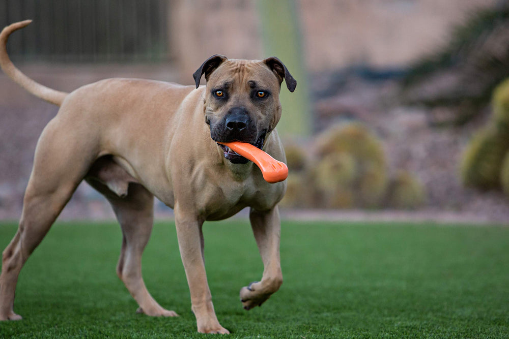 Jolly Pets Os Flex-N-Chew Grand Orange, prise-grip-parfaite lors des sessions de récupération.