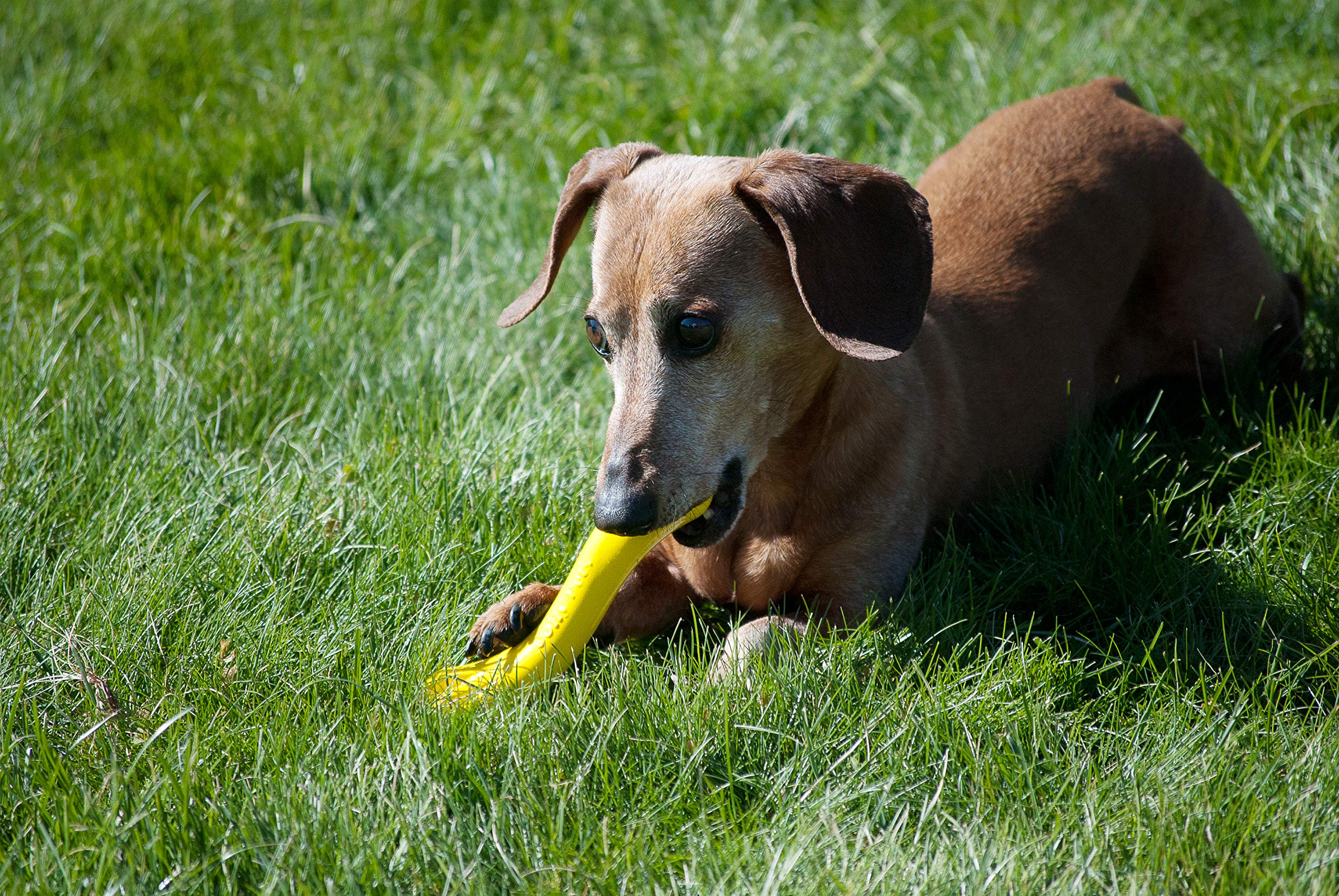 Jolly Pets Jolly Bone petit jaune, idéale pour petites mâchoires et chiens pesant moins de 9 kg.