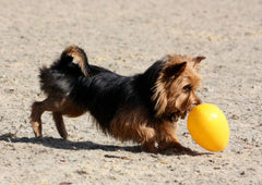 Jolly Pets Jolly Egg en mouvement erratique amuse votre chien.