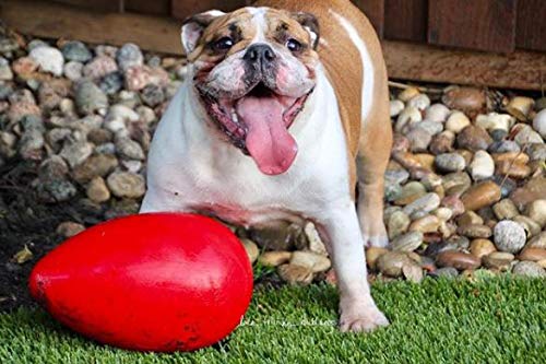 Jolly Pets Jolly Egg flottant, parfait pour jeux nautiques avec votre chien.