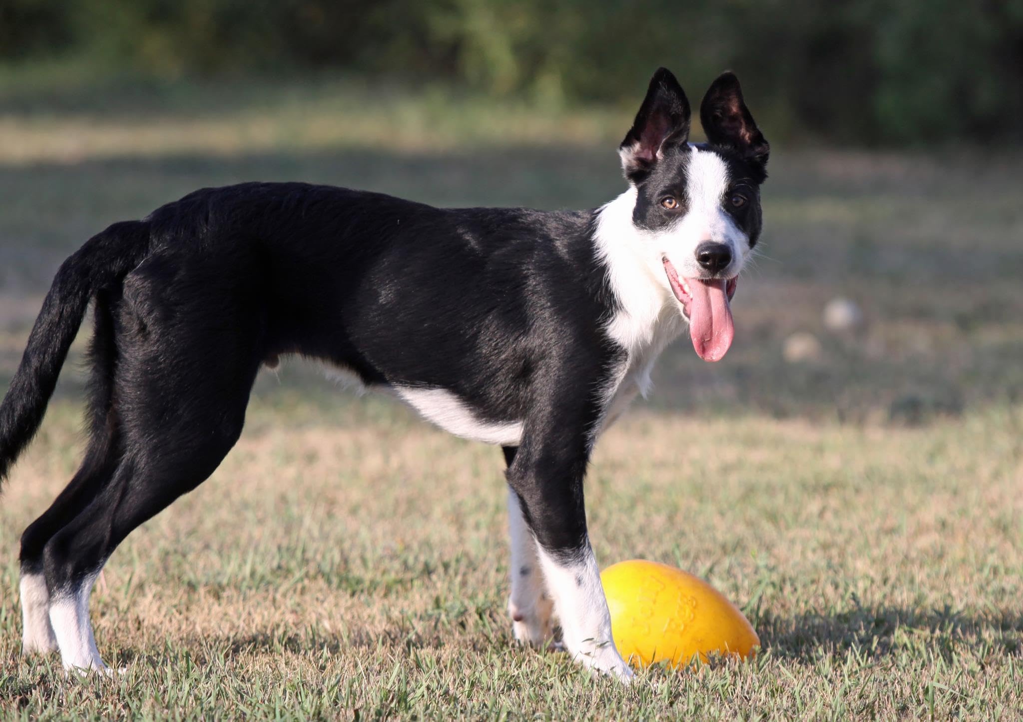 Fabriqué aux États‑Unis, soutien les refuges pour chiens.