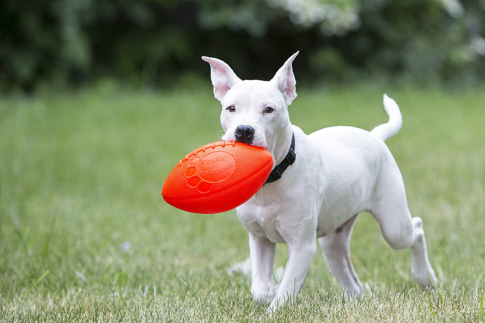 Jolly Pets Football: chien en action avec le jouet orange 8 pouces, parfait pour la récupération