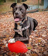 Jolly Pets Football: jouet flottant orange en eau, idéal pour les jeux aquatiques