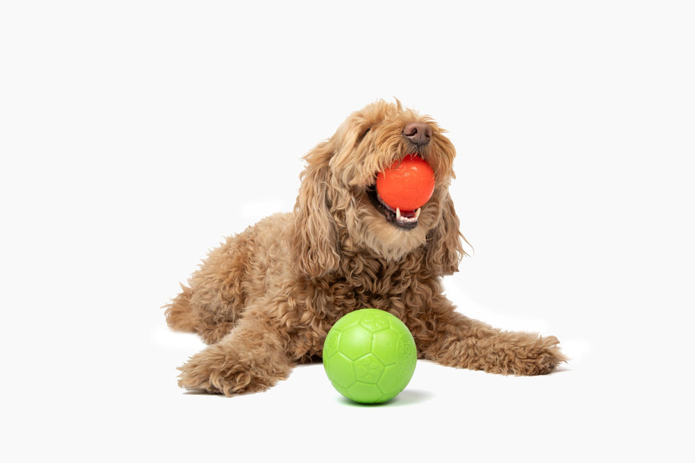 Jolly Pets Mini Jolly Soccer Ball flottant pour jeux nautiques et extérieurs.