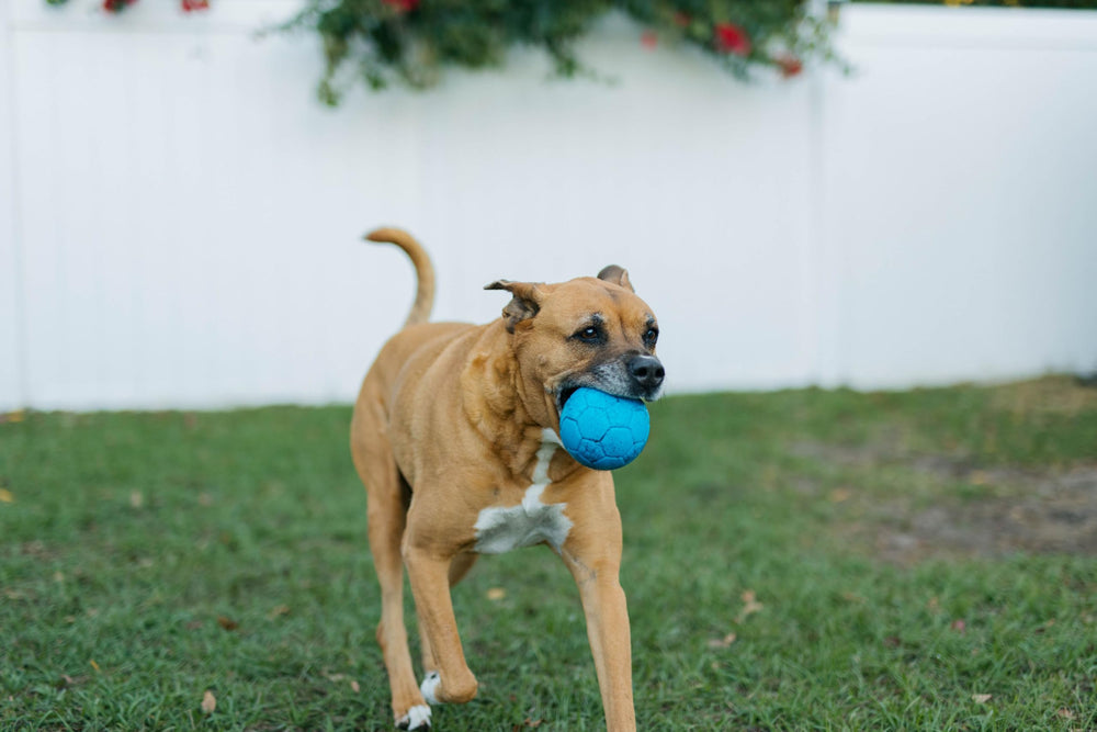 Jolly Pets Mini Jolly Soccer Ball sécurité et divertissement sans perte d'air.