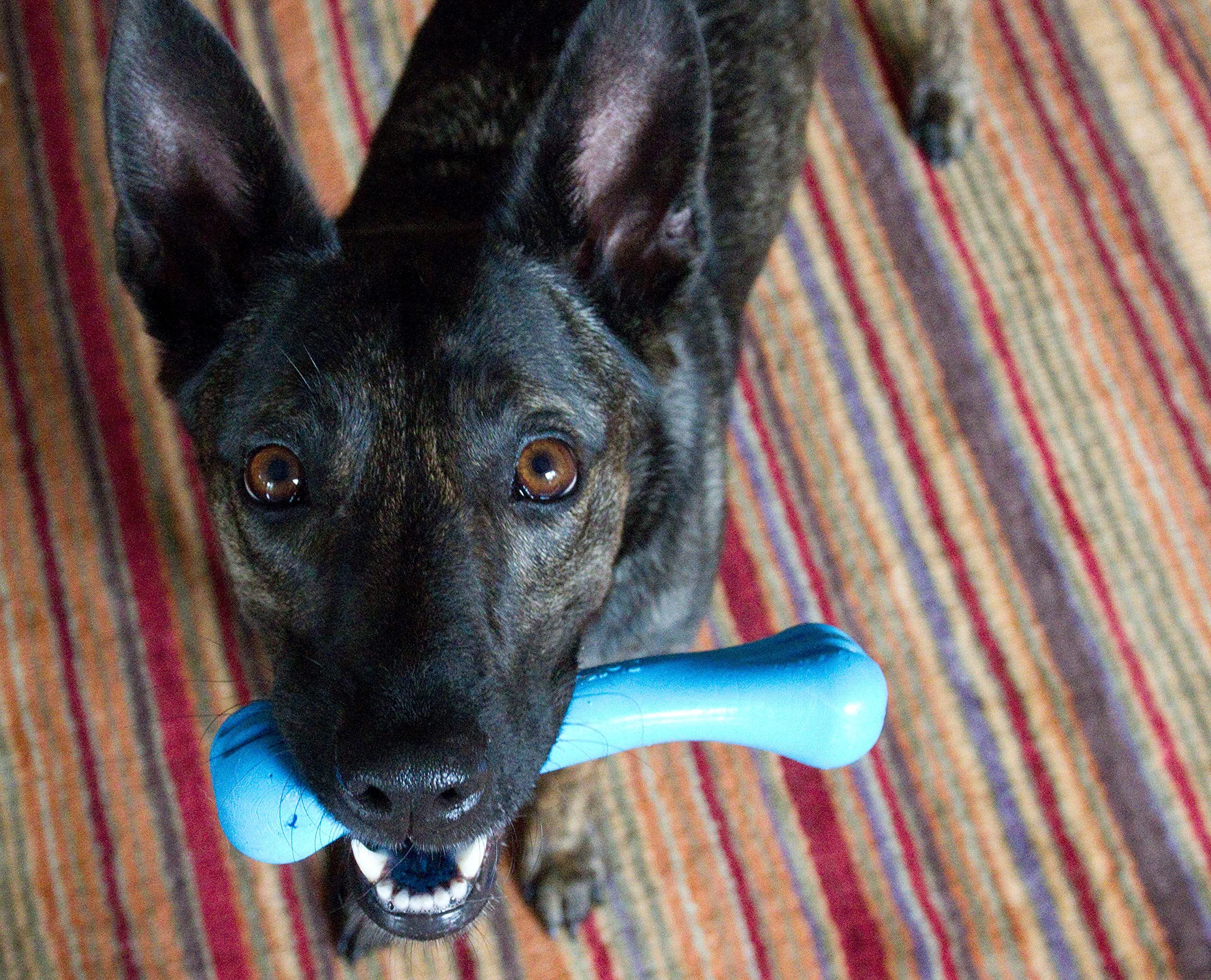 Jolly Pets Jolly Bone moyen bleu, parfait pour les jeux sur terre ou dans l'eau
