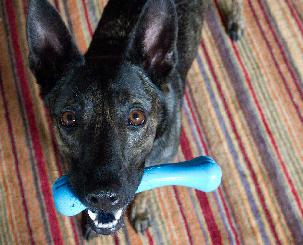 Jolly Pets Jolly Bone moyen bleu, parfait pour les jeux sur terre ou dans l'eau