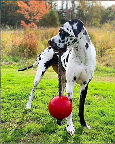 Jolly Pets Romp-n-Roll corde avec balle, pratique pour tirage et jeux extérieurs