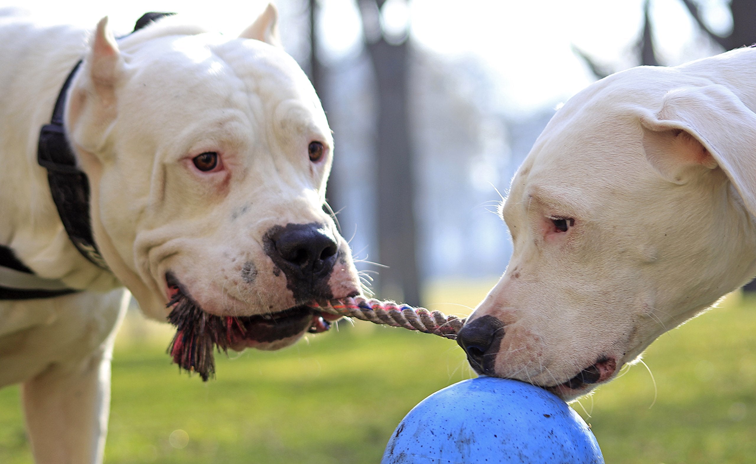 Jolly Pets Romp-n-Roll: corde-grip sécurisée pour jeux actifs, facile à saisir.