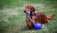 Romp-n-Roll montre une balle de 4,5 pouces adaptée aux petits chiens.